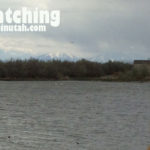 bird watching