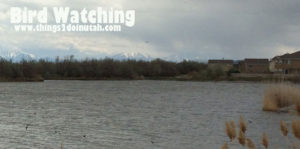 bird watching