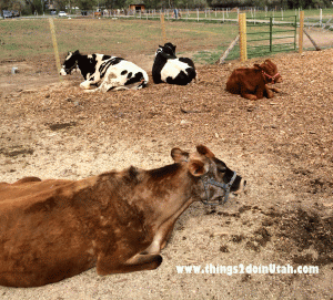 wheelerfarmcows