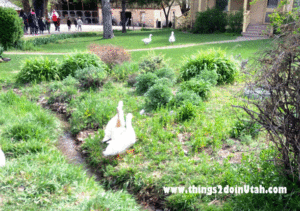 wheelerfarmducks