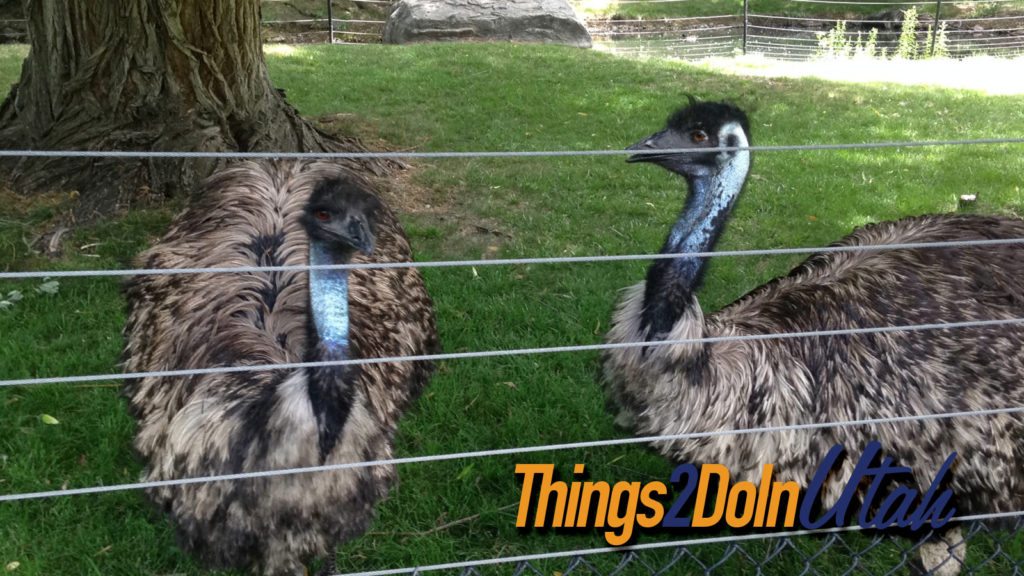 utah-zoo-emu
