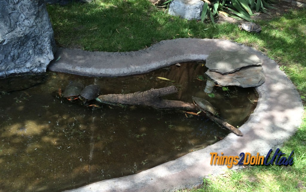 Utah ZOo - Turtles