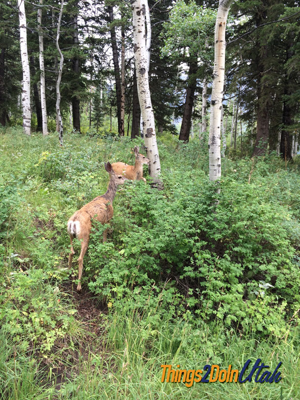 Alpine loop wildlife