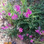 utah flowers
