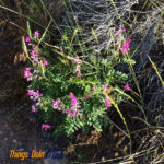 Utah hike flowers