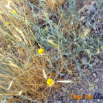 flowers at PG hike