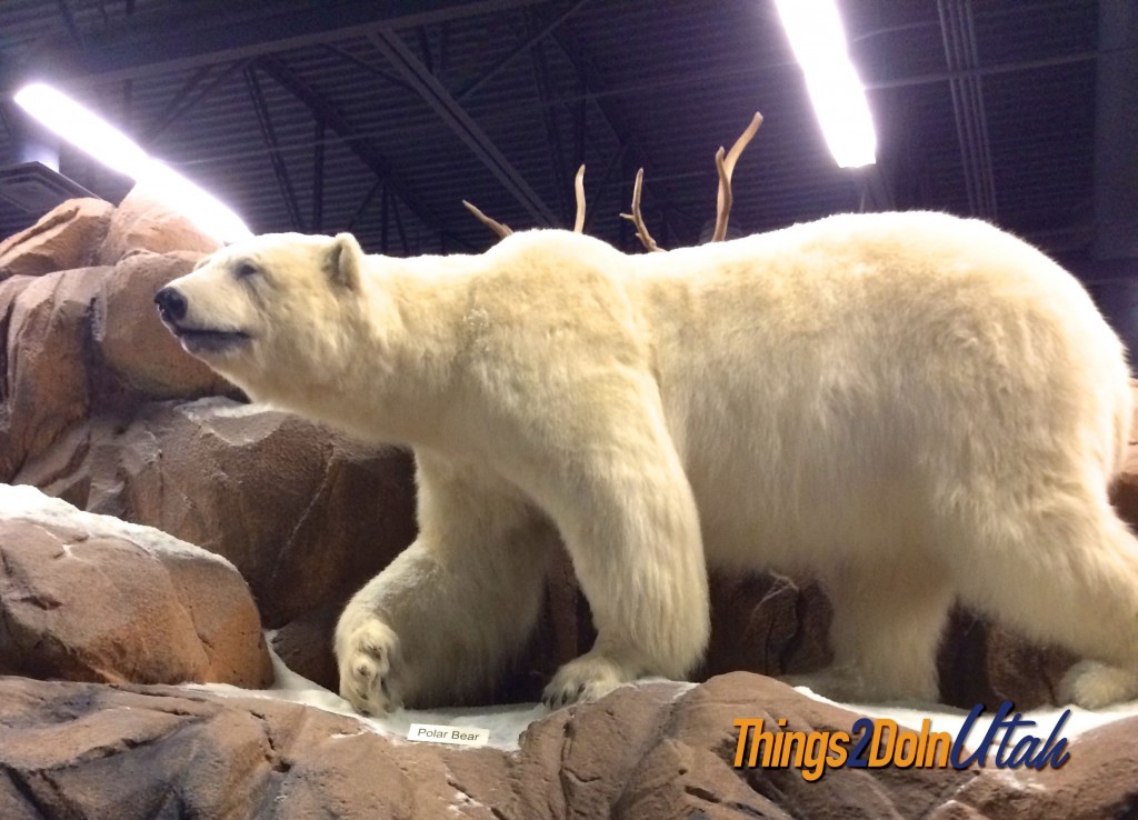 Polar bear at st george animal museum 
