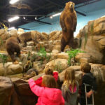 Rosenbruch Wildlife Museum