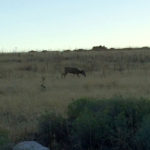 Antelope Island has so much to explore and do!