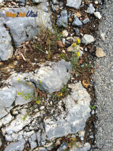Timpanogos cave flowers 
